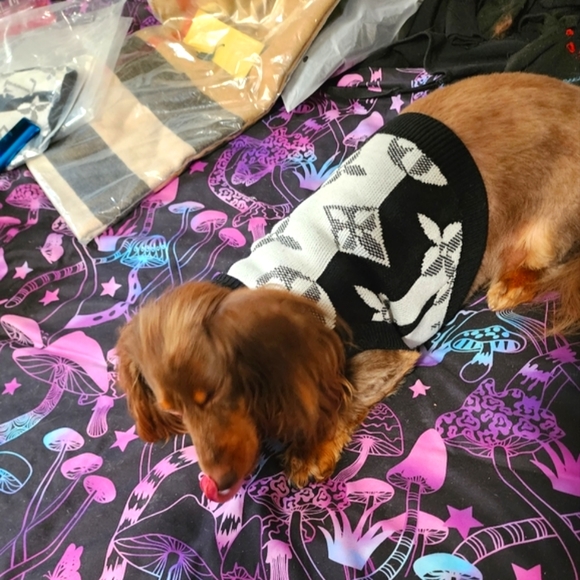 New Louisvuitton Dog Sweater 🐕❤️ - Picture 3 of 14